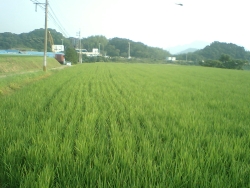 田の状況