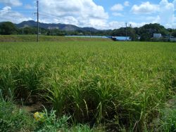 田の状況
