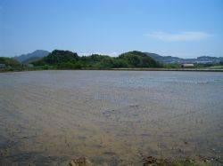 田植え
